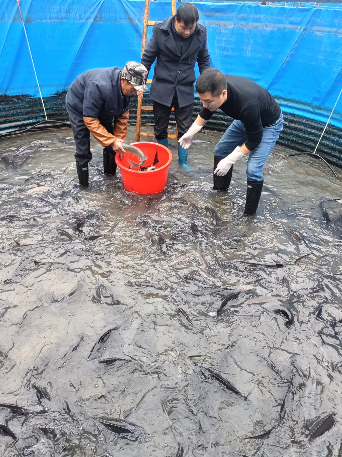 灌阳上甫村生态养鱼喜获丰收2.jpg 灌阳上甫村生态养鱼喜获丰收2.jpg